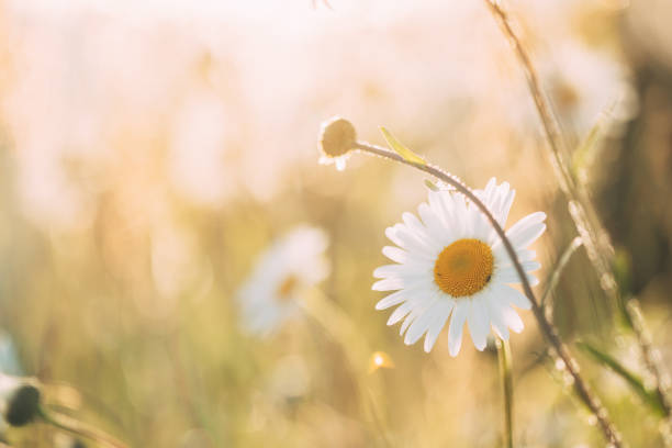 blooming flor selvagem matricaria camomila ou matricaria recutita ou camomila. comumente conhecido como camomila italiana, camomila alemã, camomila húngara, camomila selvagem no prado de verão - german chamomile fotos - fotografias e filmes do acervo