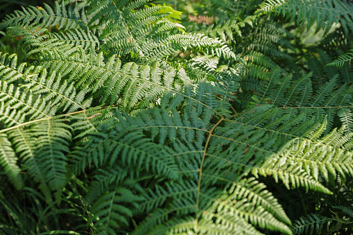 Beautiful ferns leaves green foliage. Natural floral fern background