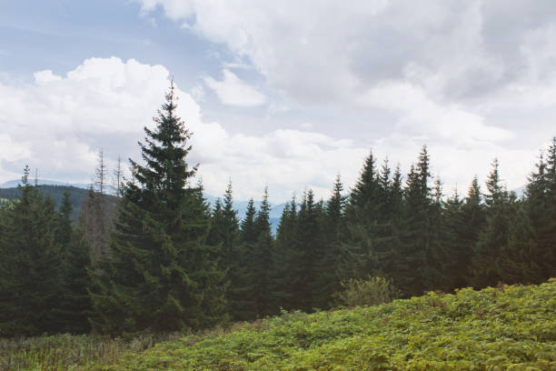 istock Picturesque mountains, dense forest and beautiful sky. Nature 1170670869