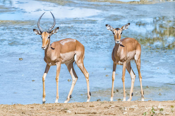 istock Impala ram and ewe next to a dam 1170671100