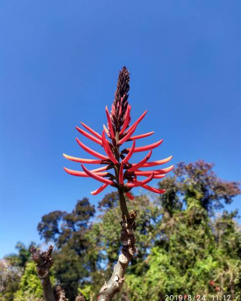 istock Flower in the jungle 1170672219