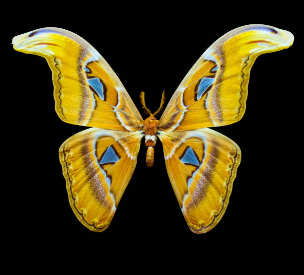 istock Atlas butterfly isolated on black background 1170673884