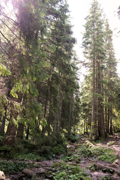 istock Trail in the mountains. Scenic nature 1170673945