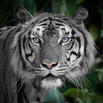 White tiger, blue eyes, the White Tiger in the forest background.
