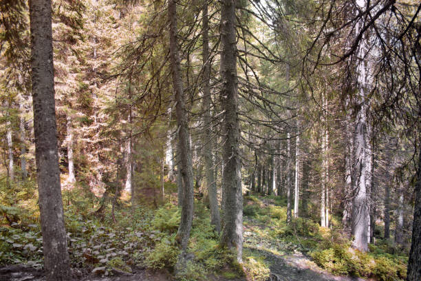 istock Dense forest in the mountains. Nature 1170674362