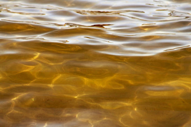 istock Beautiful waters of gold with soft ripples on surface and natural light 1170675447
