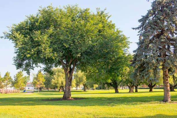 A scene from a park in Fort Saskatchewan, Alberta