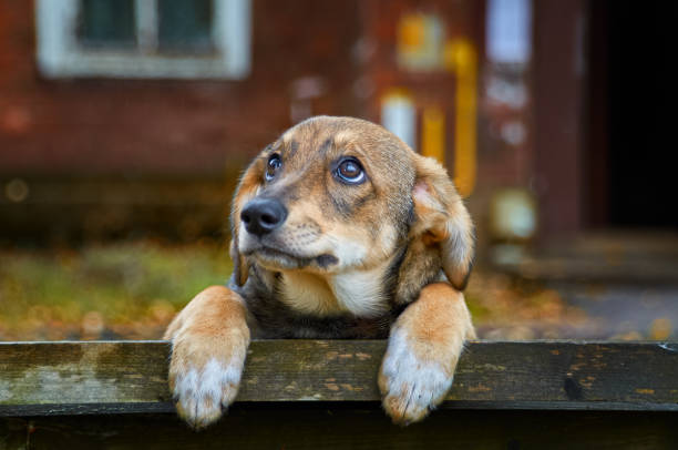 Little brown stray dog on the street A homeless brown puppy with sad eyes is worth autumn on bench on the street lost photos stock pictures, royalty-free photos & images