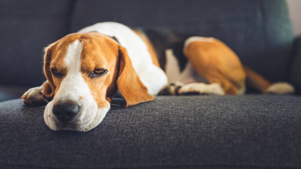 istock Dog lying on the sofa. Canine background 1170679926