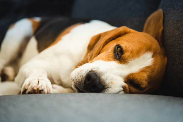 istock Funny Beagle dog lying on the sofa. Canine background 1170679975