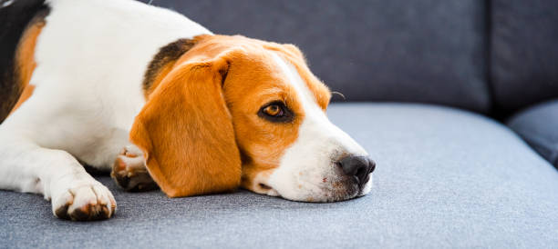 istock Dog lying on the sofa. Canine background 1170679992