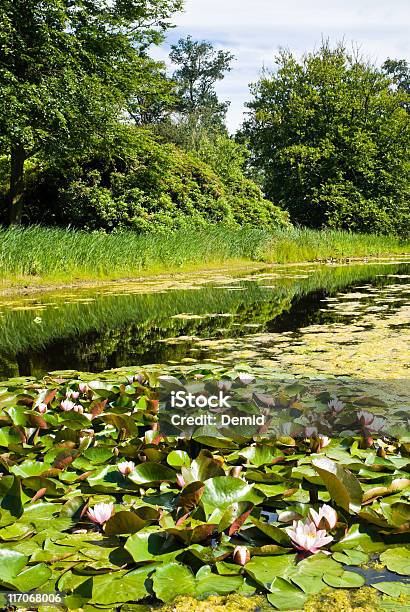 Foto de Em Um Lago De Lírios De Água e mais fotos de stock de Arbusto - Arbusto, Beleza, Beleza natural - Natureza