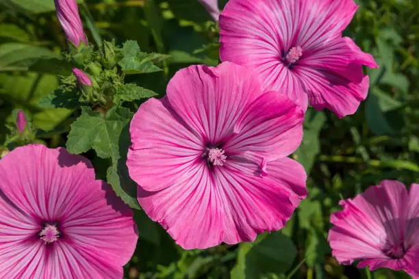 Several pink flowers of the annual mallow in closeup - Lavatera trimestris