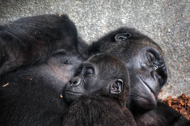 piccolo scimpanzé che dorme al petto di sua madre - gorilla safari animals wildlife photography foto e immagini stock