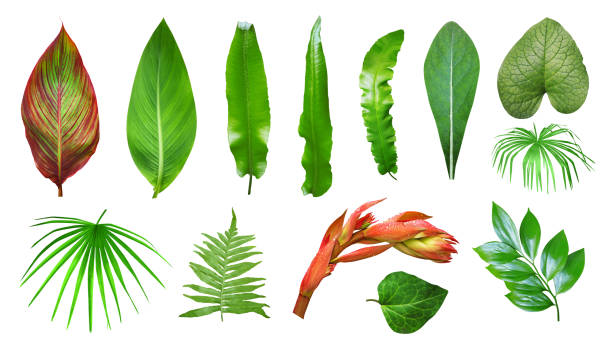 набор тропических растений и листьев изолированы - rainforest macro horizontal close up стоковые фото и изображения