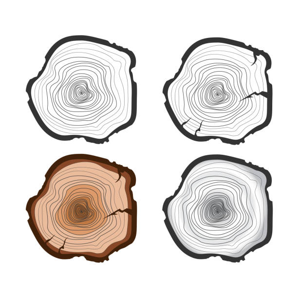 ilustrações de stock, clip art, desenhos animados e ícones de set of tree trunks in a flat style. - bark tree cross section wood