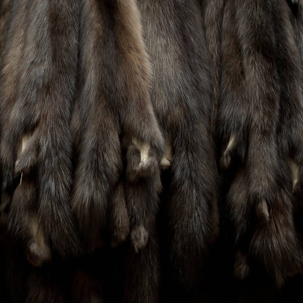 istock brown mink fur at auction 1170684998