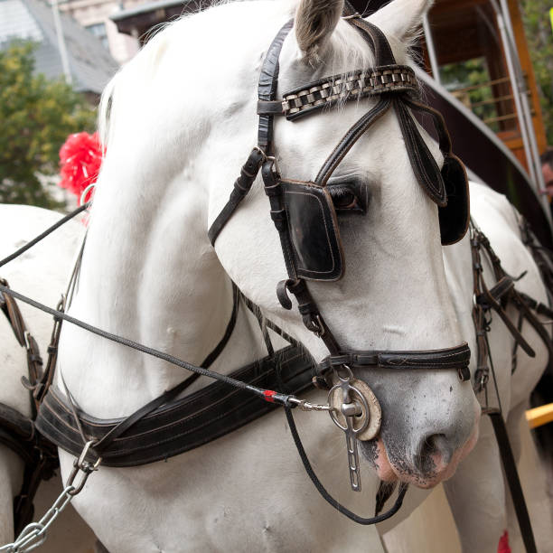 istock white beautiful horse in a harness 1170685069