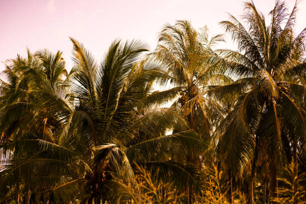istock Beautiful tropical sunset with palm trees at beach 1170685562