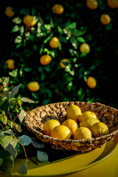 istock Lemons in a basket, green floral background. 1170686761