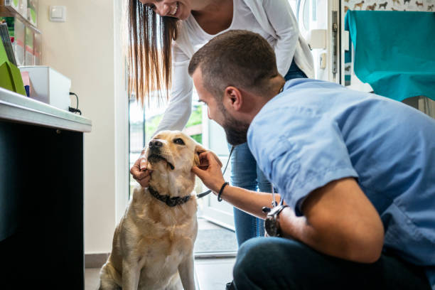 istock Veterinarian life 1170686925