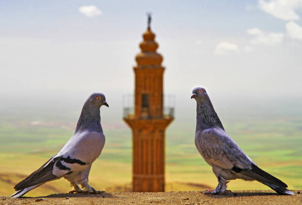 Mature gay couple feeding pigeons during a travel in Colombia