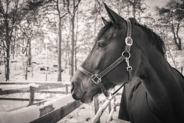 istock Horse, Gothenburg 1170690200
