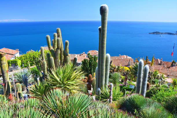 istock Exotic cactus garden in Eze, France 1170690517