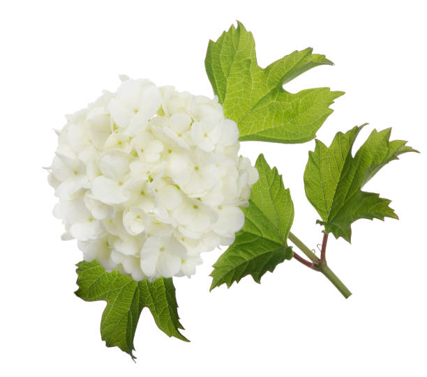 istock isolated bush branch with light flowers 1170690579