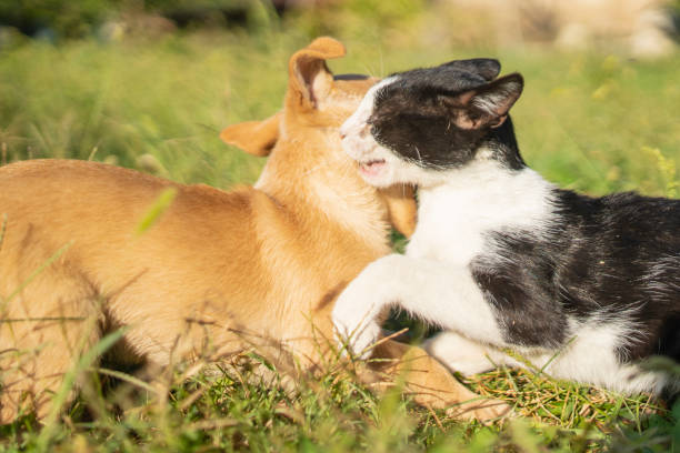 istock dog end cat puppy playing 1170694190