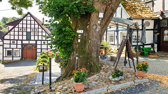 Tecklenburg, Germany - 27 July 2019: Four Hundred year old Tilia or Linden tree at town square Tecklenburg