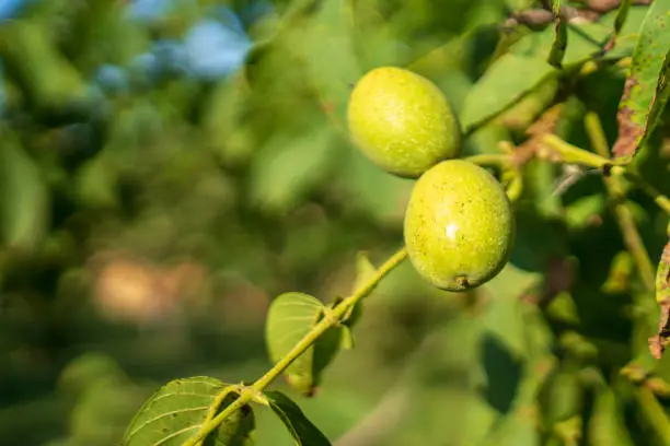 green nuts ripening on the tree