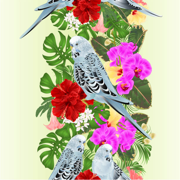 Tropical border seamless background Budgerigars, blue pets parakeets on a bouquet with tropical flowers hibiscus,orchid palm,philodendron and Brugmansia nature background vintage vector illustration editable Tropical border seamless background Budgerigars, blue pets parakeets on a bouquet with tropical flowers hibiscus,orchid palm,philodendron and Brugmansia nature background vintage vector illustration editable hand draw blue budgies cartoons stock illustrations