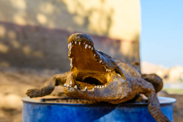 istock Dried scarecrow of young nile alligator 1170694563