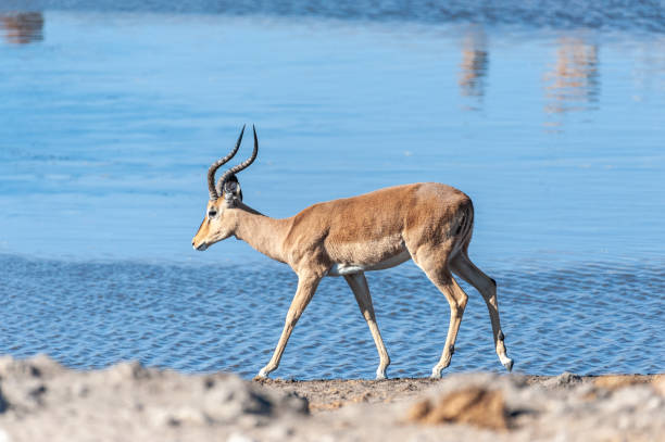 istock Impalas near a waterhole 1170694647