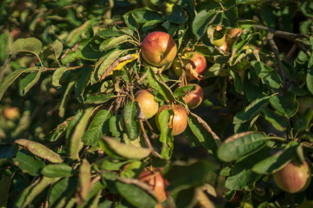 istock organic apples in the tree without treatments 1170694699