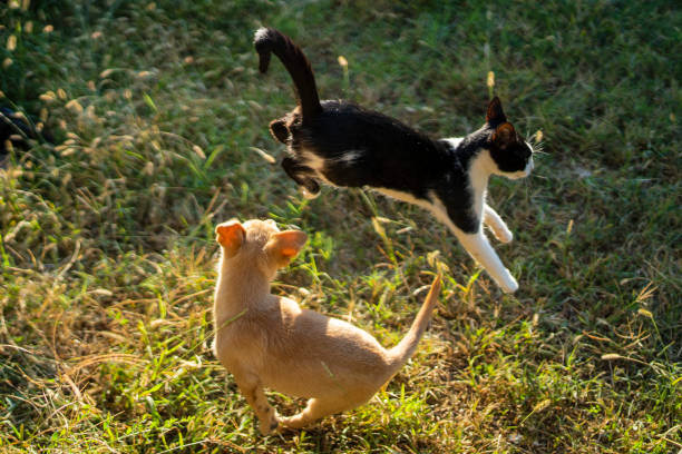 dog end cat puppy playing stock photo