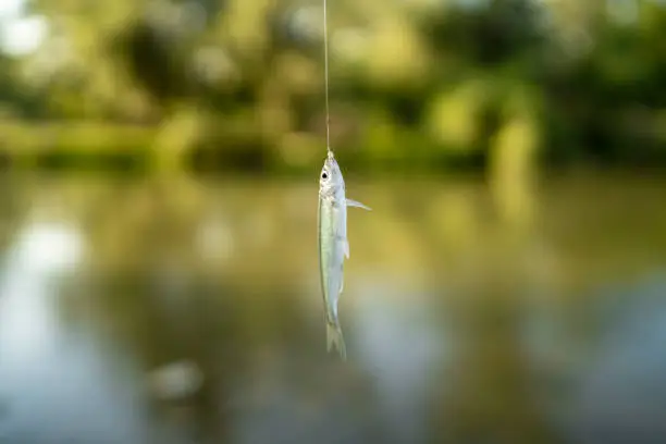 small fish hooked on a hook