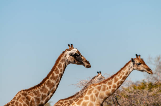 istock Giraffes in Etosha National Park 1170694928