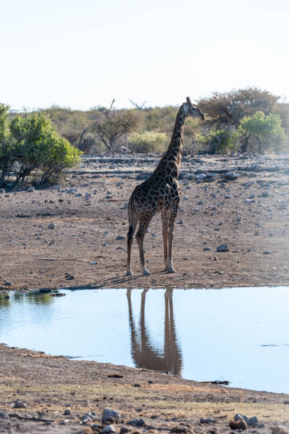 istock Giraffes in Etosha National Park 1170694979