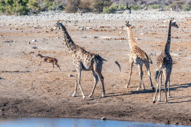 istock Giraffes in Etosha National Park 1170695026