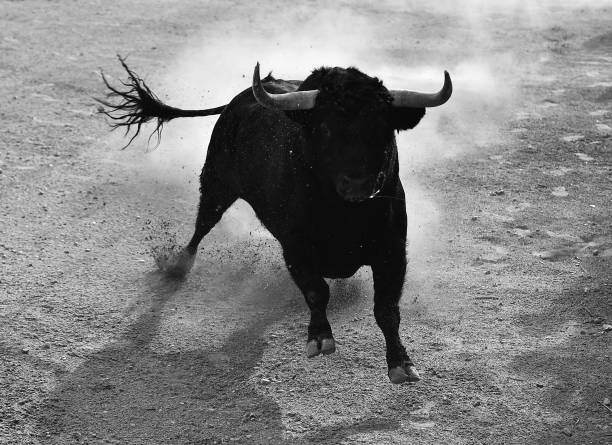 istock bull in bullfight spectacle 1170697487