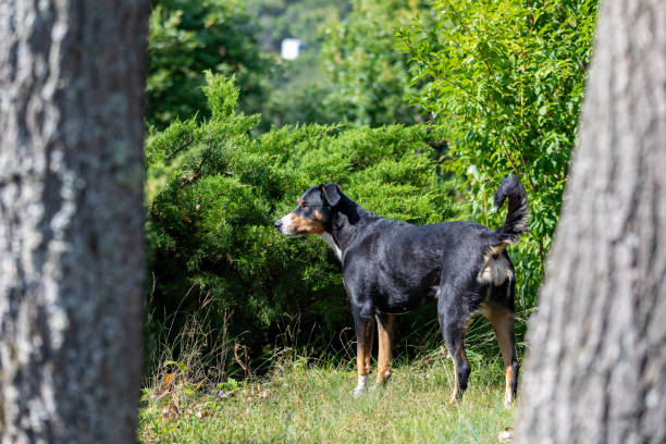 istock portrait of a dog hidden between tree trunks. 1170698544