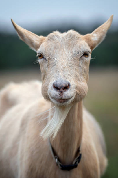 istock Portrait of nice brown goat with big bulging cheeks 1170698886