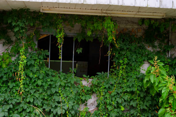 A section of an abandoned gas station building overgrown with vines in Tennessee