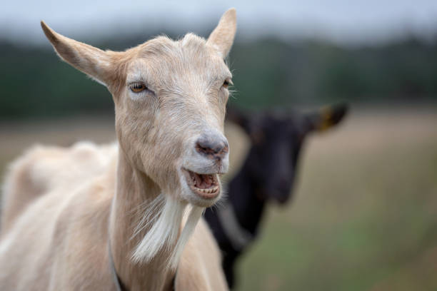 istock Two goats grazing in the meadow 1170698925