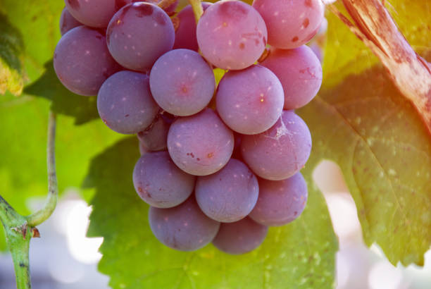 istock A bunch of blue grapes at vineyard 1170699019