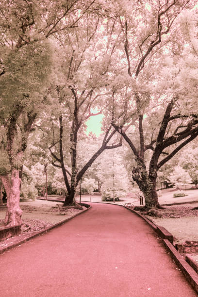 istock IR Photography view of trees indicating ghost view and night vision 1170700603