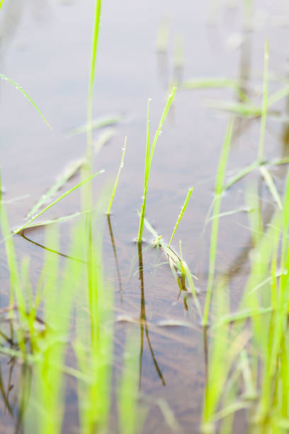 istock Green paddy plant reflection in close up 1170701431