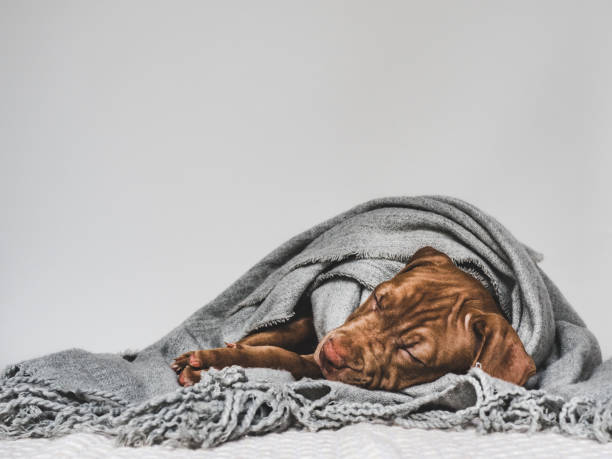 istock Young charming puppy wrapped in a scarf 1170701495